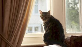 Pour quel motif refuser un logement à cause d'un animal ?