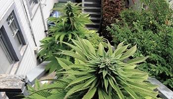 Effectuer des tests THC sur les A.S.H en région Franche-Comté ?