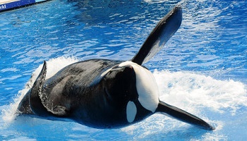 Pourquoi allez-vous dans les parcs aquatiques animaliers ?