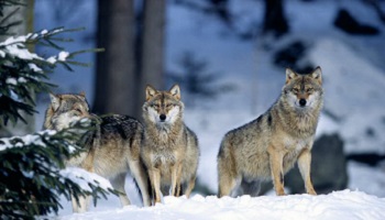 Que pensez-vous de la chasse des loups ?