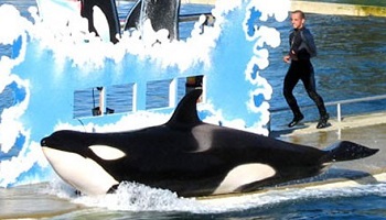 Sachant qu'une autre inondation est possible, le Marineland d'Antibes peut-il rouvrir ses portes ?