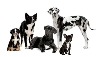 La Consanguinité Reproductive était-elle bonne pour l'avenir du chien de race ?