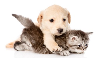 Vous êtes plutôt chien ou chat ?