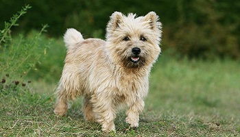 Connaissez-vous les risques de ne pas stériliser votre chienne (tumeur, pyomètre, etc.) ?