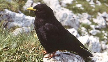 Selon vous, peut-on vivre sans problème notable ou durable avec les corvidés que l'on voit régulièrement à proximité des activités humaines?