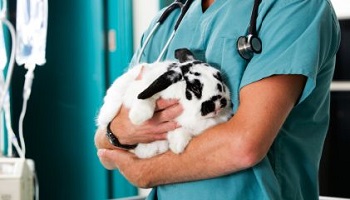 Manger de la viande est-il compatible avec le fait de sauver, protéger, libérer, soigner des animaux ?