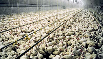 Dire aimer les Animaux et en faire des élevages pour les vendre. Ce comportement est-il compatible ?