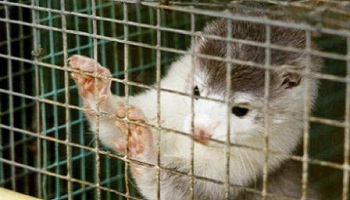 Qui serait prêt, au 01/01/2016, à donner 20€ pour adhérer et soutenir la SPA 89, et pour aider les animaux et les bénévoles injustement radiés ?