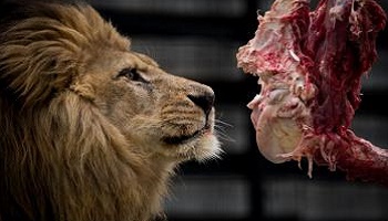 D'après vous, la nouvelle série Zoo ne va t'elle pas nuire à l'image des animaux et augmenter les comportements négatifs de certaines personnes ?