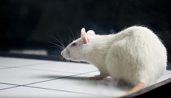 Êtes-vous pour un téléthon qui utilise l'expérimentation animale, à défaut des méthodes substitutives existantes ?