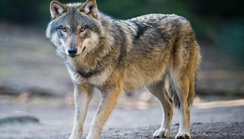 Pourquoi nous en prenons-nous au loup ?