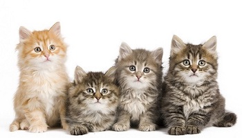 Trouvez-vous que les chats sont méchants ?