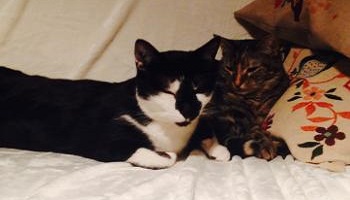 Aimez-vous les animaux ?