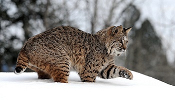 Etes-vous en faveur de la réintroduction du Lynx dans le massif des Vosges depuis son éradication par les braconniers?