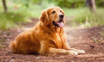 Pour ou contre l'extinction des chiens domestiques ?