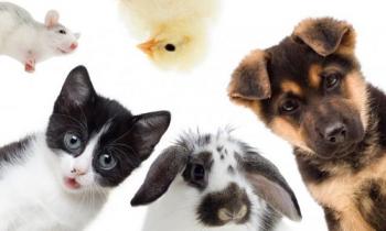 Le Certificat de Capacité aux Animaux Domestiques est-il efficace ?