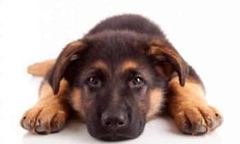 Pour ou contre,la recréation d'une espèce de chien éteinte ?