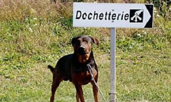 Que faire pour éviter les abandons de chiens pendant les vacances ?