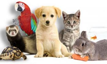 Pour ou contre la détention d'animaux par des enfants, essentiellement des NAC (Nouveaux Animaux de Compagnie : perroquets, moufettes, serpents, etc.) ?