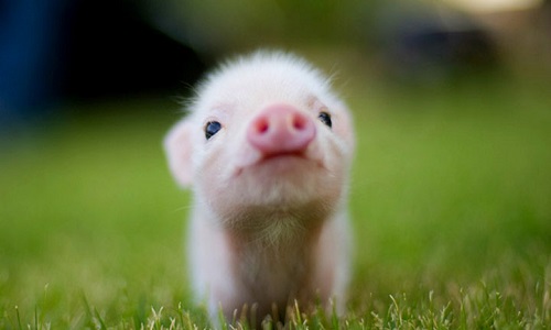 Aimez-vous les animaux ?