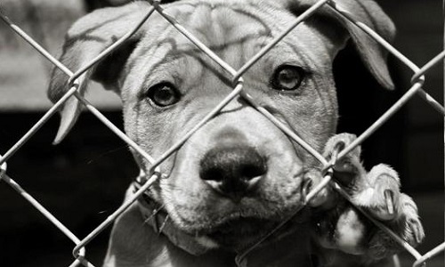 Êtes-vous contre la maltraitance ?