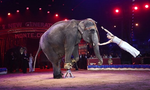 Souhaitez-vous que les animaux restent dans les cirques ?