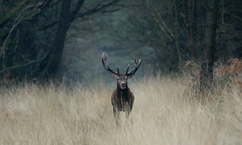 Que pensez-vous de la chasse?