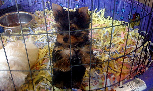 Êtes-vous pour ou contre l'achat des animaux?