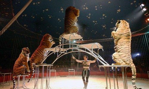 Pour ou contre les cirques avec animaux sauvages à Menton ?
