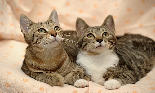 Seriez-vous pour la stérilisation et la puce d'identification obligatoires pour les chats ?