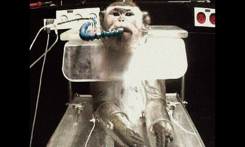 Trouvez-vous acceptable d'expérimenter sur des primates pour mieux comprendre le fonctionnement du vivant ?