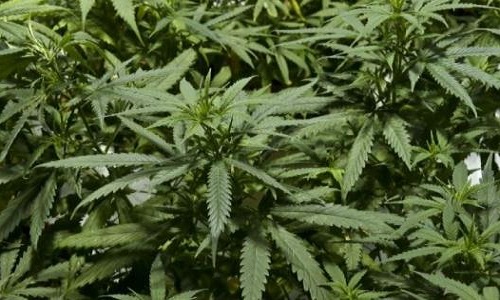 Pour ou contre la légalisation du cannabis ?