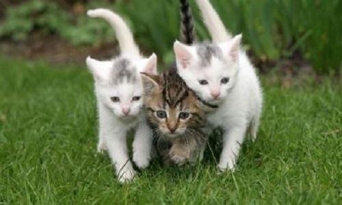 Êtes-vous pour ou contre que votre chat sorte dehors?