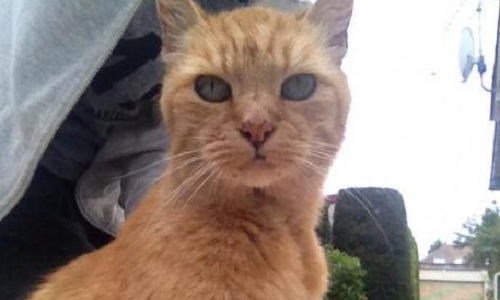 Que feriez-vous pour punir les gens qui font du mal à nos amis à 4 pattes?