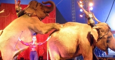 Êtes-vous pour ou contre les cirques avec animaux ?