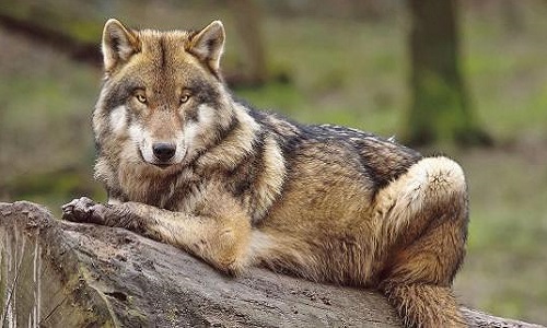 Êtes-vous favorable à l'ouverture de la chasse aux loups dans les Vosges et la Meurthe et Moselle ?