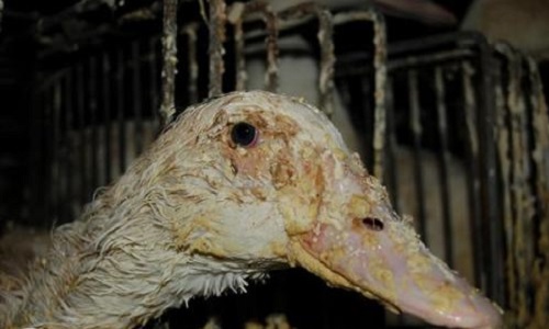 Êtes-vous d'accord pour payer comme prévu toutes les pertes des éleveurs-bourreaux des canards destinés au foie gras qui vont en abattre 1.300.000 pour éviter la grippe aviaire?