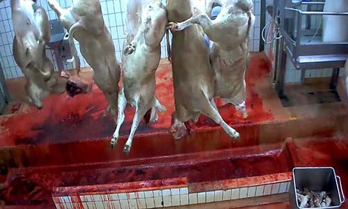 Pour mettre un terme au calvaire sanglant des animaux, êtes-vous pour la fermeture des abattoirs ?