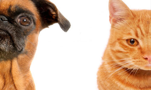 Pensez-vous que l'information obligatoire sur la stérilisation des chiens et chats soit une bonne initiative ?