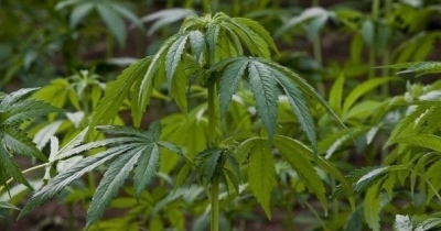 Êtes-vous pour ou contre la dépénalisation du cannabis ?