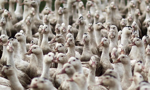 Grippe aviaire : Pensez-vous que l’abattage des canards suffira-t-il à stopper cette maladie ?