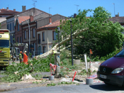 Trouvez-vous que l'ABATTAGE des douzaines d'ARBRES majestueux et SAINS à ALBI (quartiers des Cordeliers, du Lude, route de Fréjairolles, Lapérouse) était réellement la MEILLEURE des SOLUTIONS ?