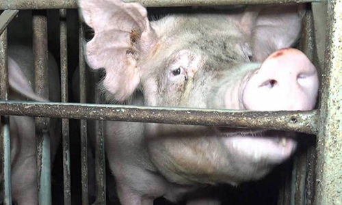 Souffrances animales : pensez-vous que les pratiques dans les abattoirs se sont améliorées ?