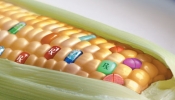 Pensez-vous que les OGM soient des poisons ?