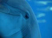 Boycottez les delphinariums
