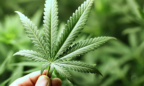 Pour ou contre la légalisation du cannabis ?