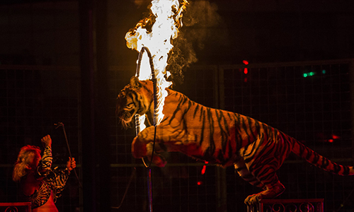 Êtes-vous pour ou contre les cirques avec animaux sauvages ?