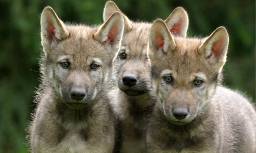 Êtes-vous capable de vous mobiliser pour arrêter tous les abattages des loups en France ?