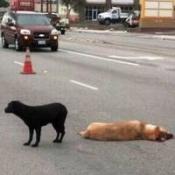 Que pensez-vous du nombres d'animaux tués tous les ans sur la route ?