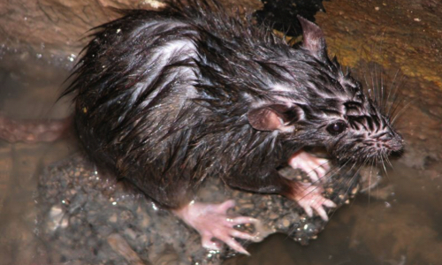 La mairie de Paris veut empoisonner les rats d’égouts : votre opinion ?